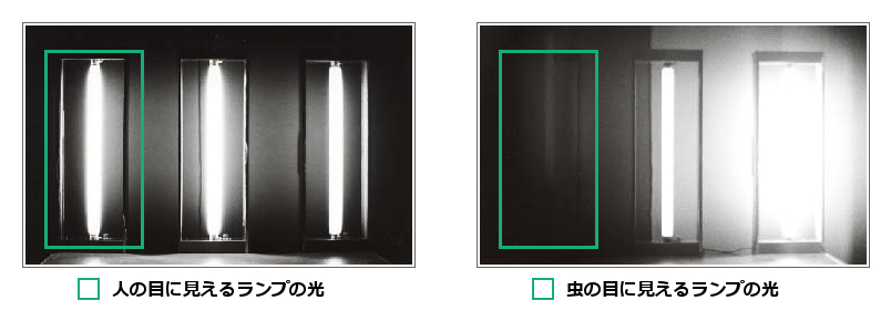 オプトエナジーの防虫効果実験画像